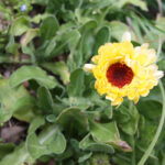 Calendula