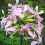 Saponaria